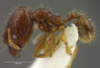 Media type: image;   Entomology 34138 Aspect: habitus lateral view